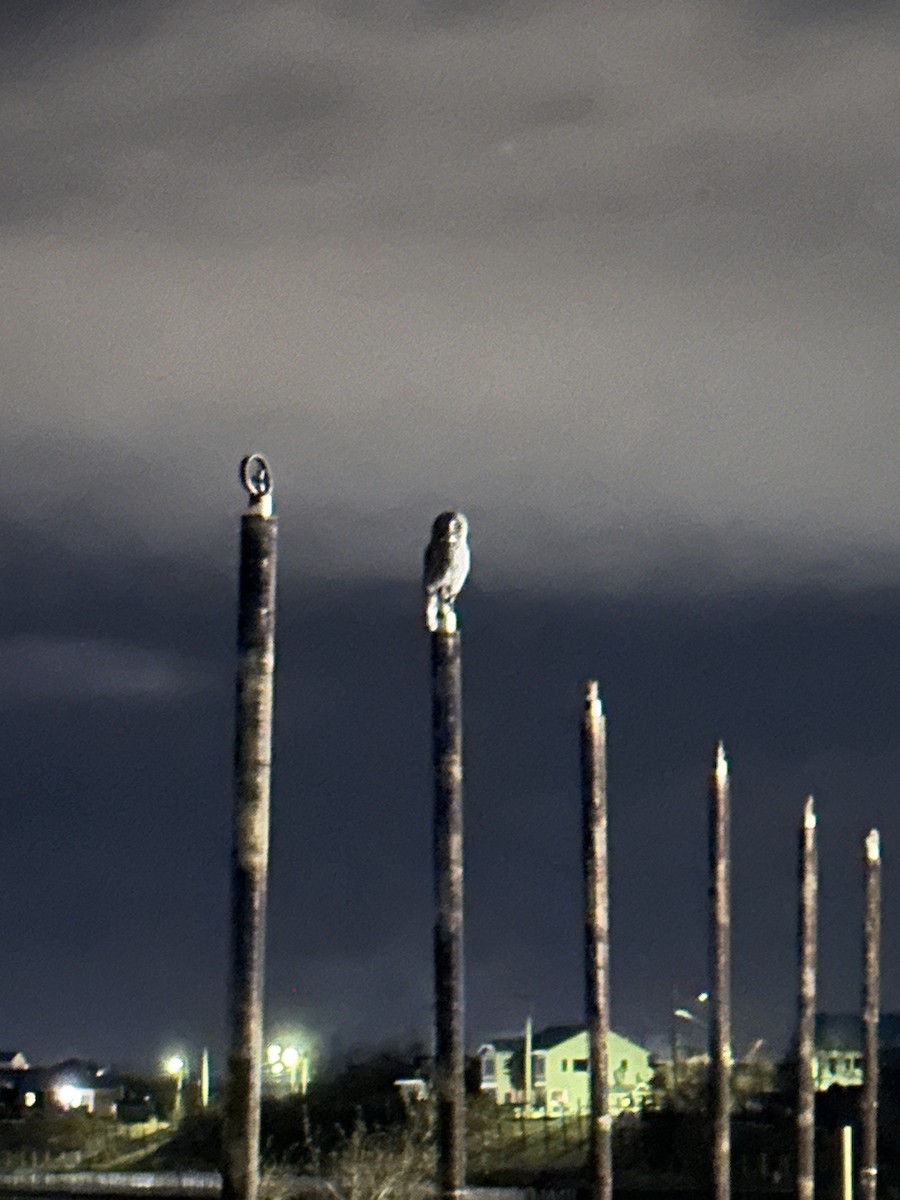 Great Gray Owl - ML625127254