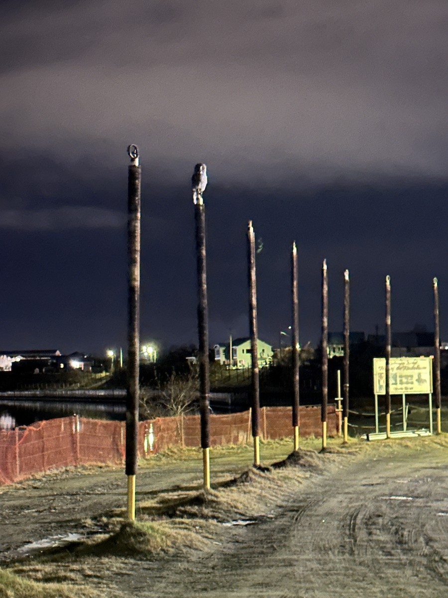 Great Gray Owl - ML625127255