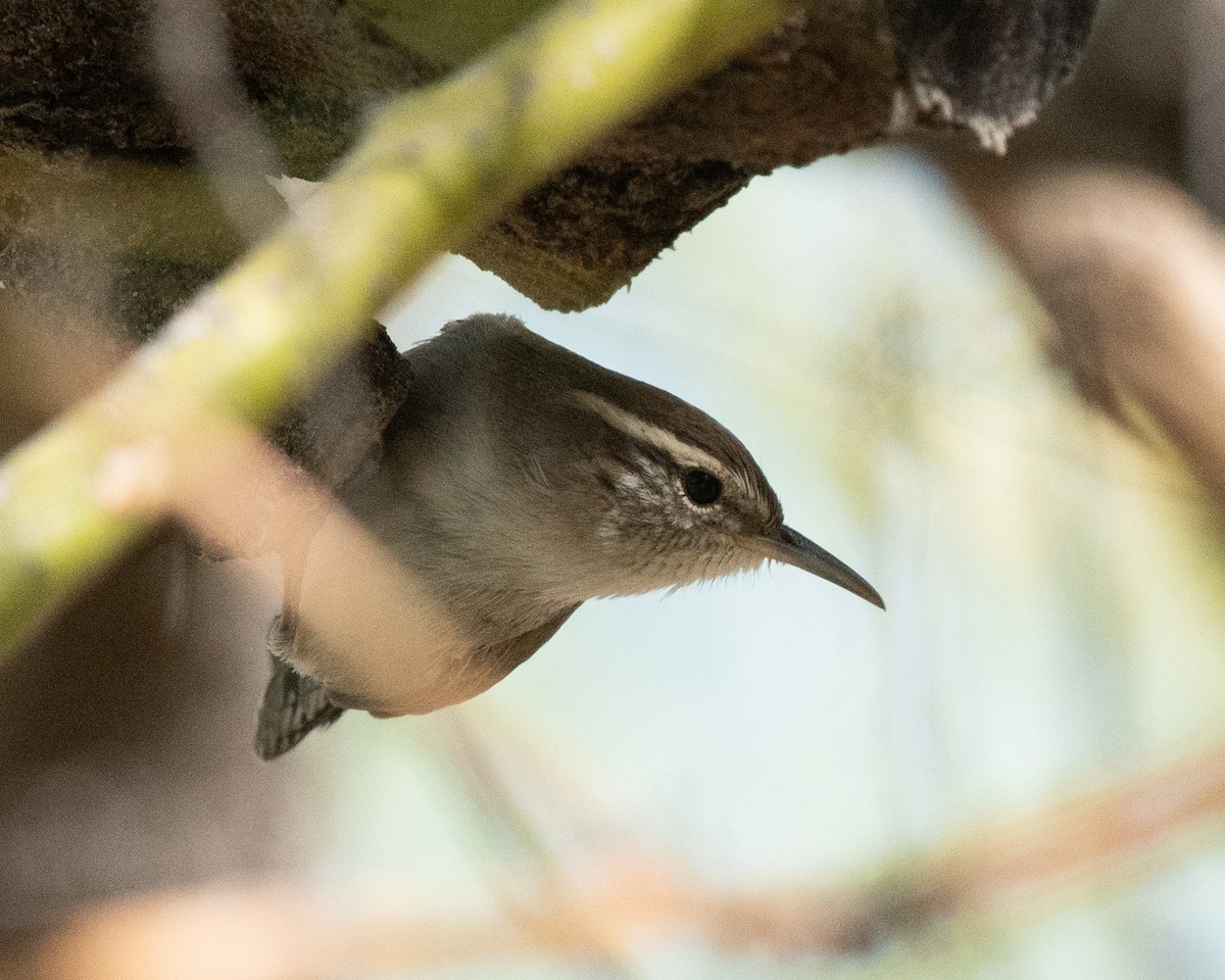 Bewick's Wren - ML625127373