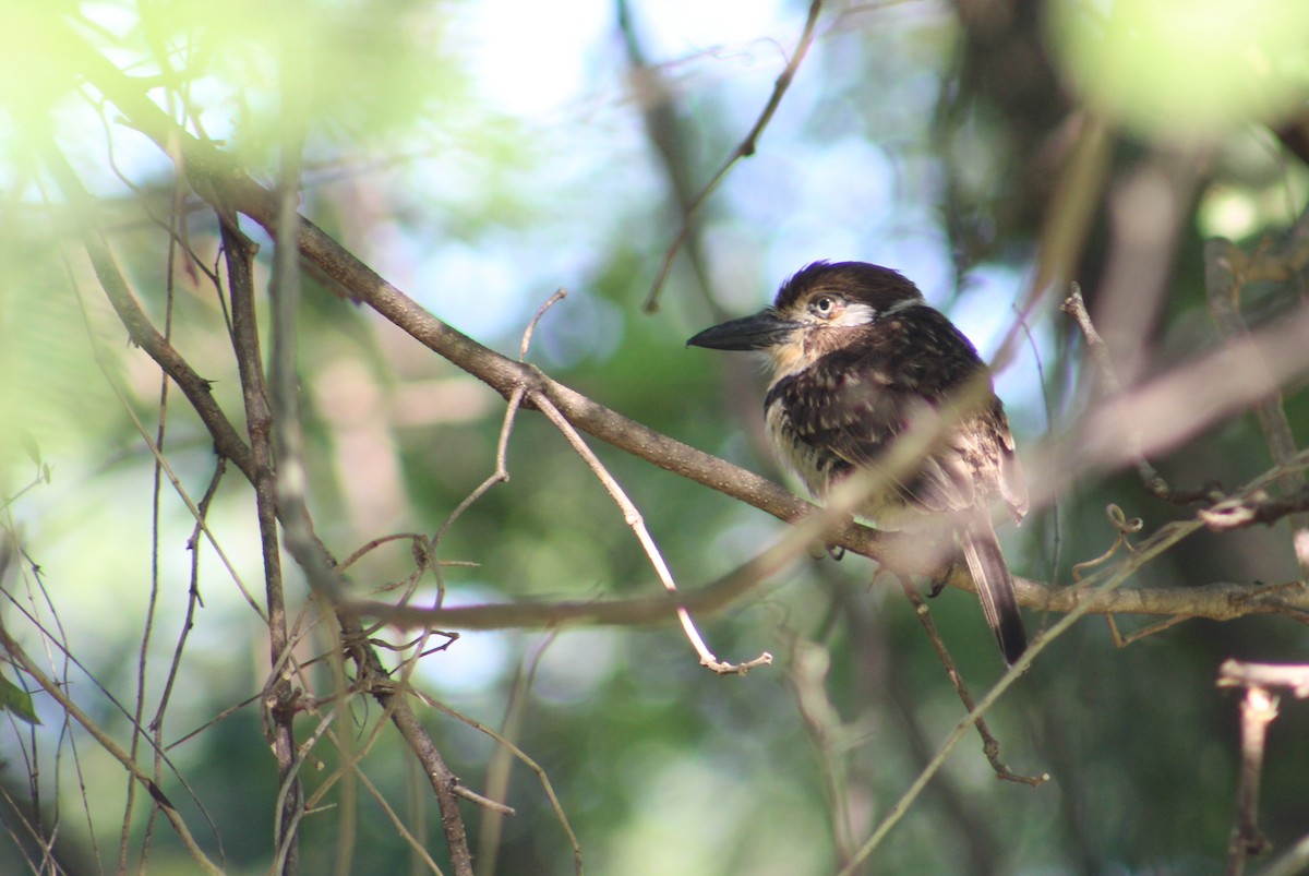 Russet-throated/Two-banded Puffbird - ML625127661