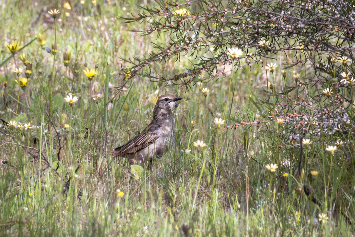 Rufous Songlark - André  Zambolli