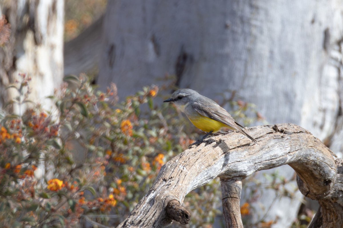 Western Yellow Robin - André  Zambolli