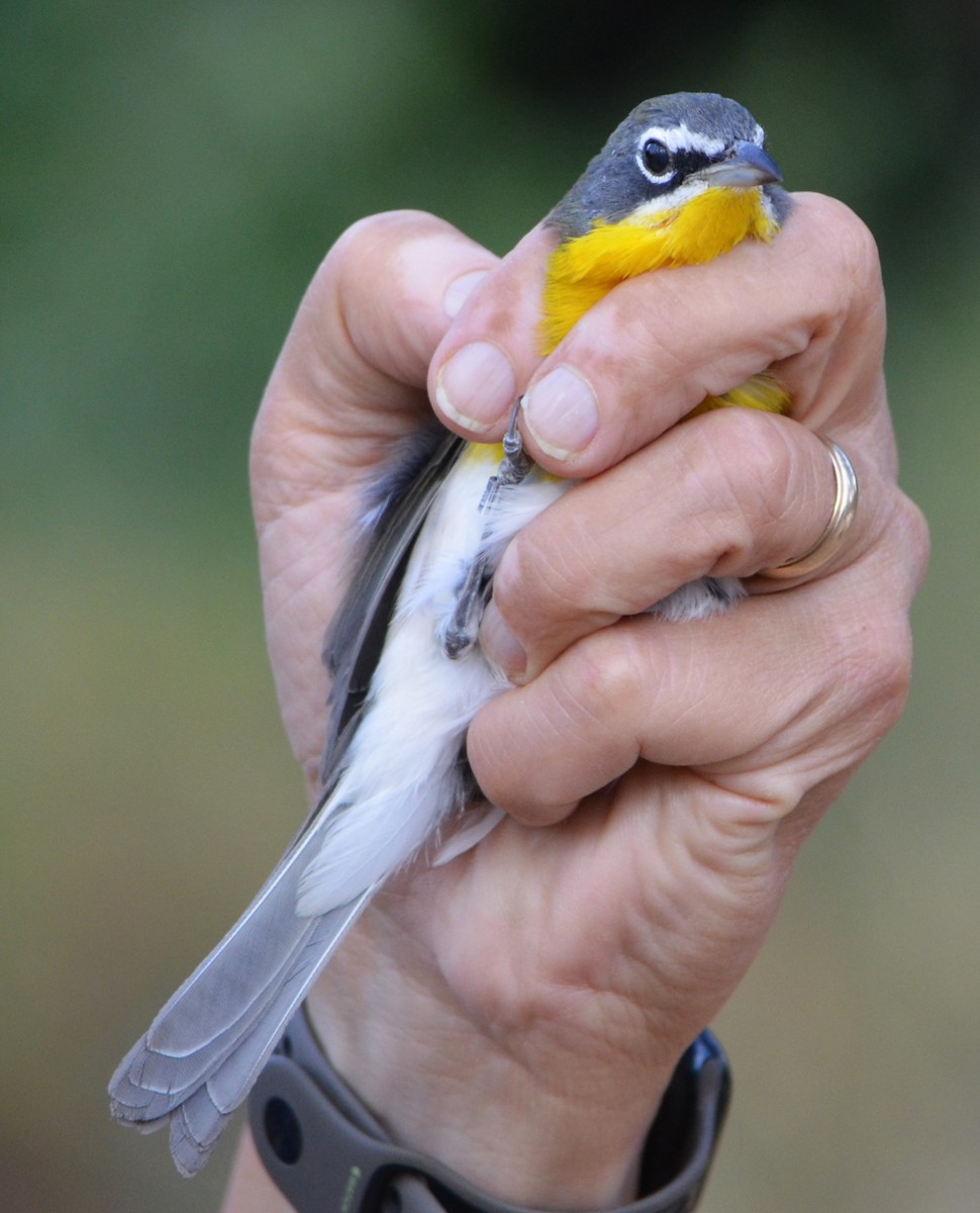 Yellow-breasted Chat - ML625127673