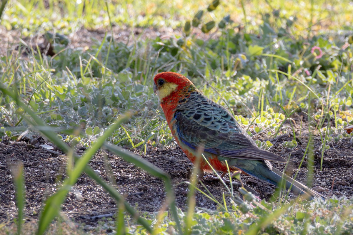 Western Rosella - ML625127694