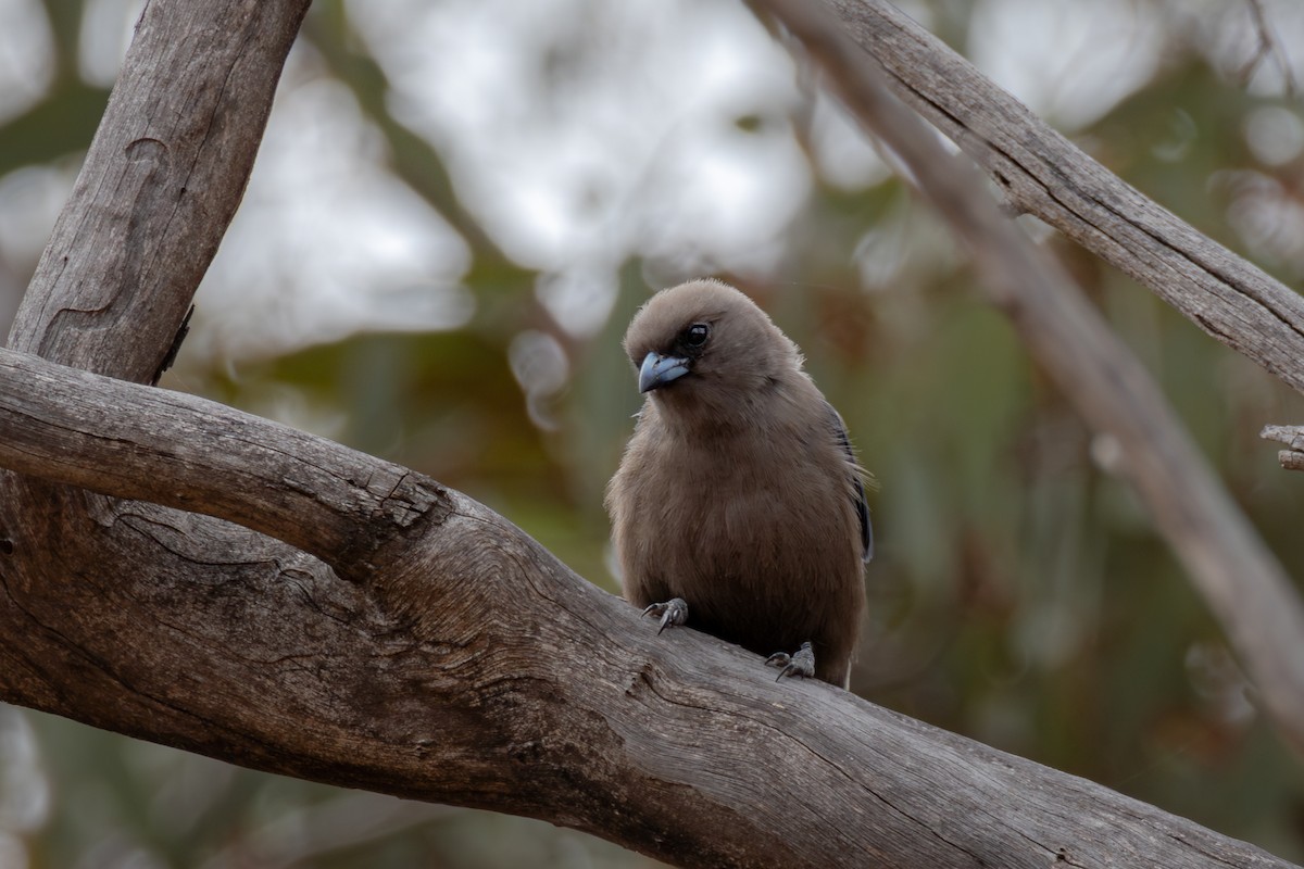 Dusky Woodswallow - André  Zambolli