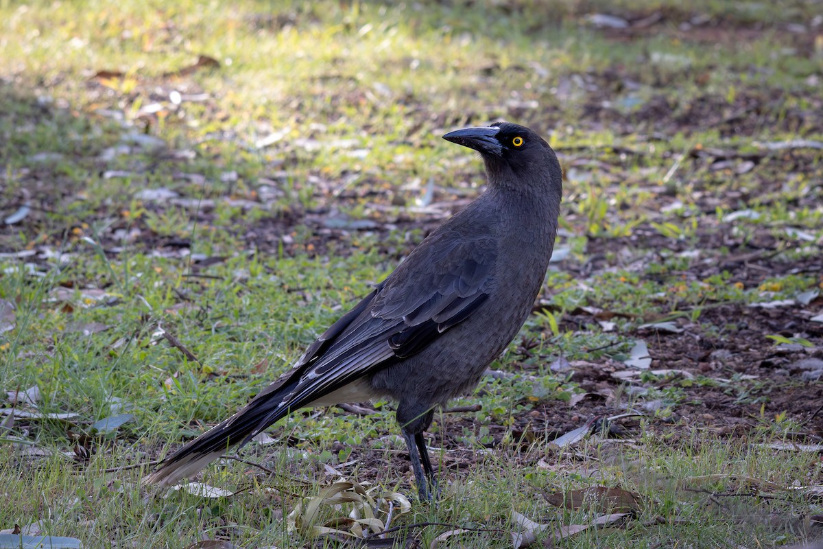 Gray Currawong (Gray) - ML625127827