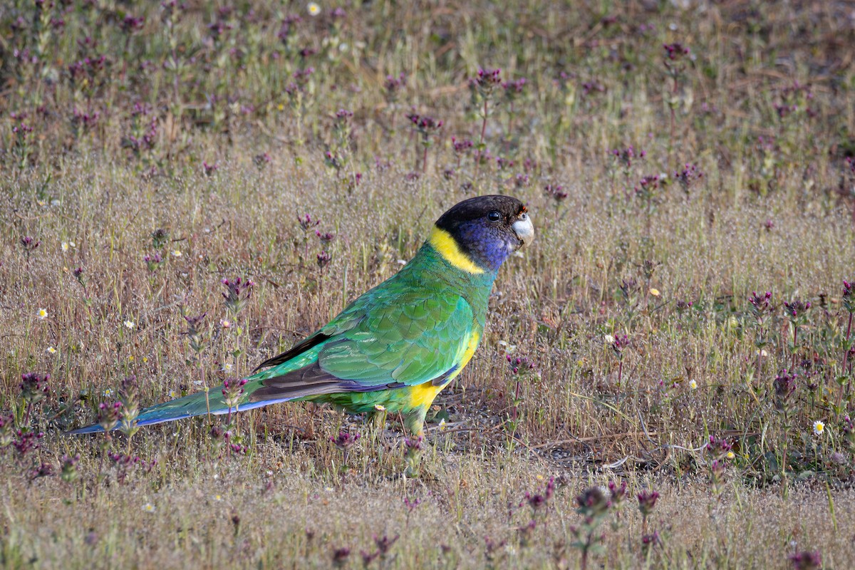 Australian Ringneck (Twenty-eight) - ML625127832