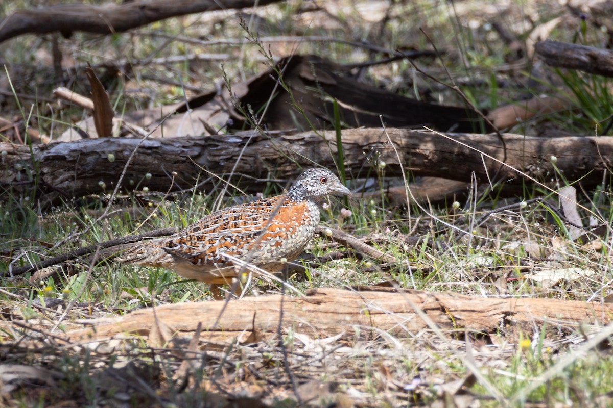 Painted Buttonquail - ML625127868