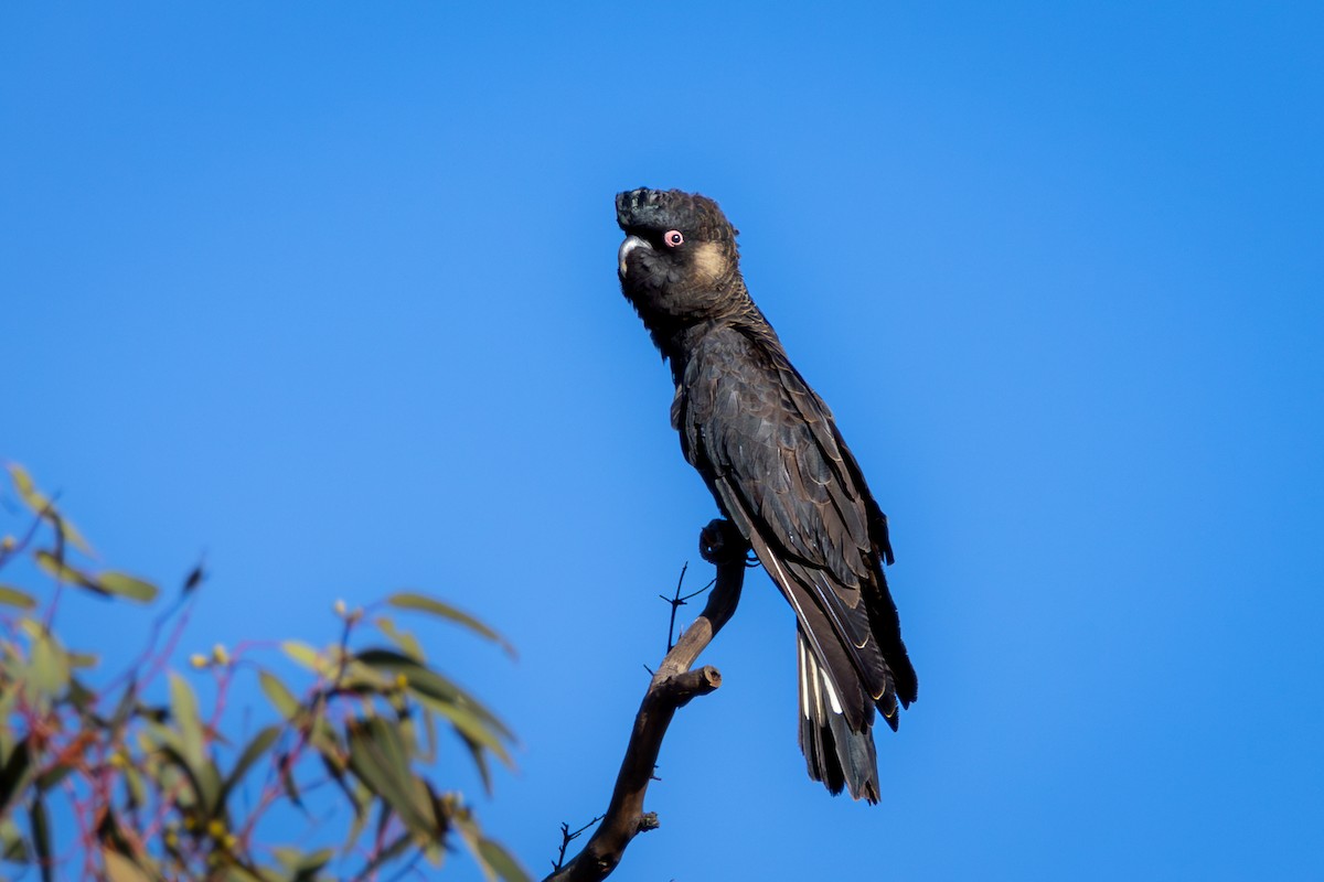 Carnaby's Black-Cockatoo - ML625127882