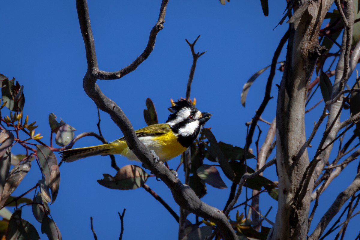 Western Shrike-tit - ML625127901