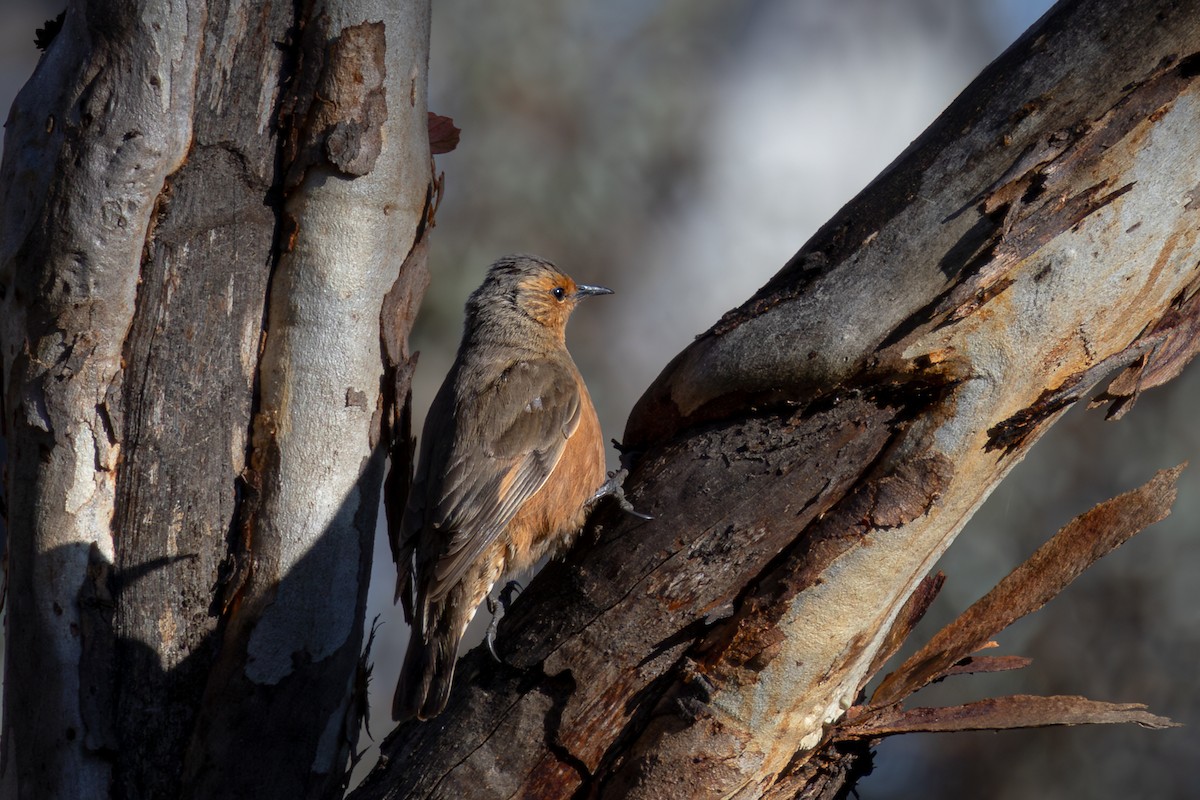 Rufous Treecreeper - ML625127964