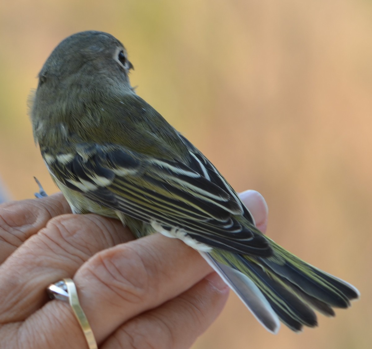 Cassin's Vireo - ML625127972