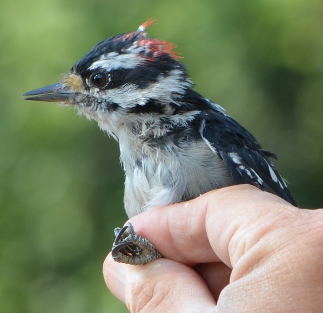 Downy Woodpecker - ML625128006