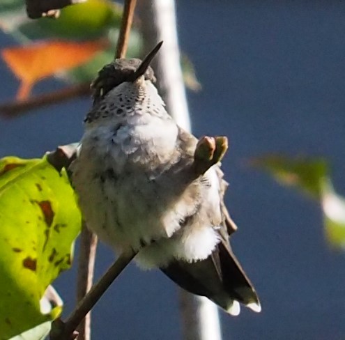 Ruby-throated Hummingbird - ML625128015