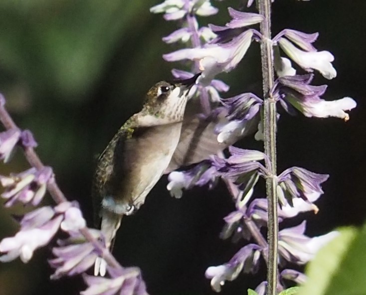 Ruby-throated Hummingbird - ML625128016