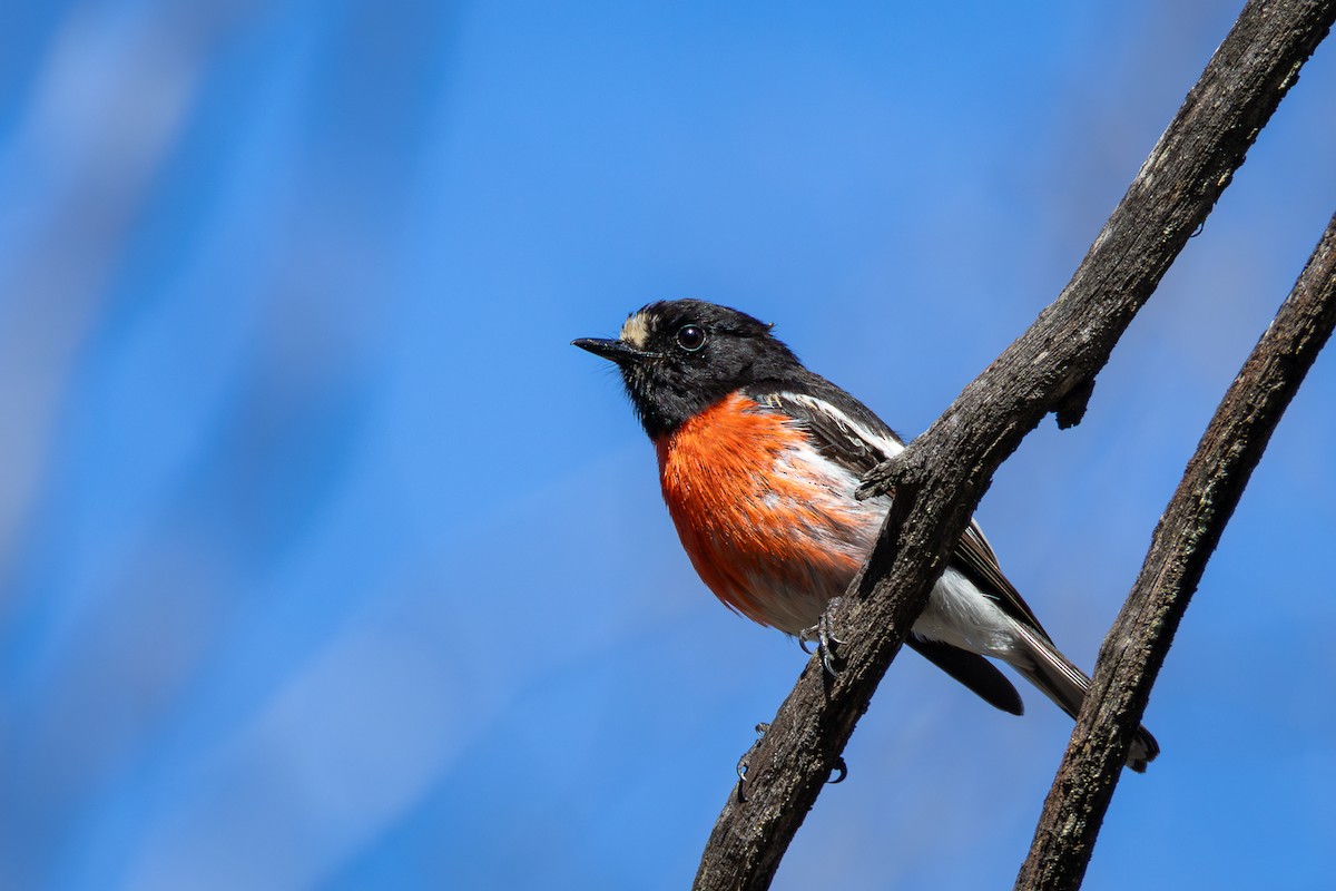 Scarlet Robin (Campbell's) - ML625128028