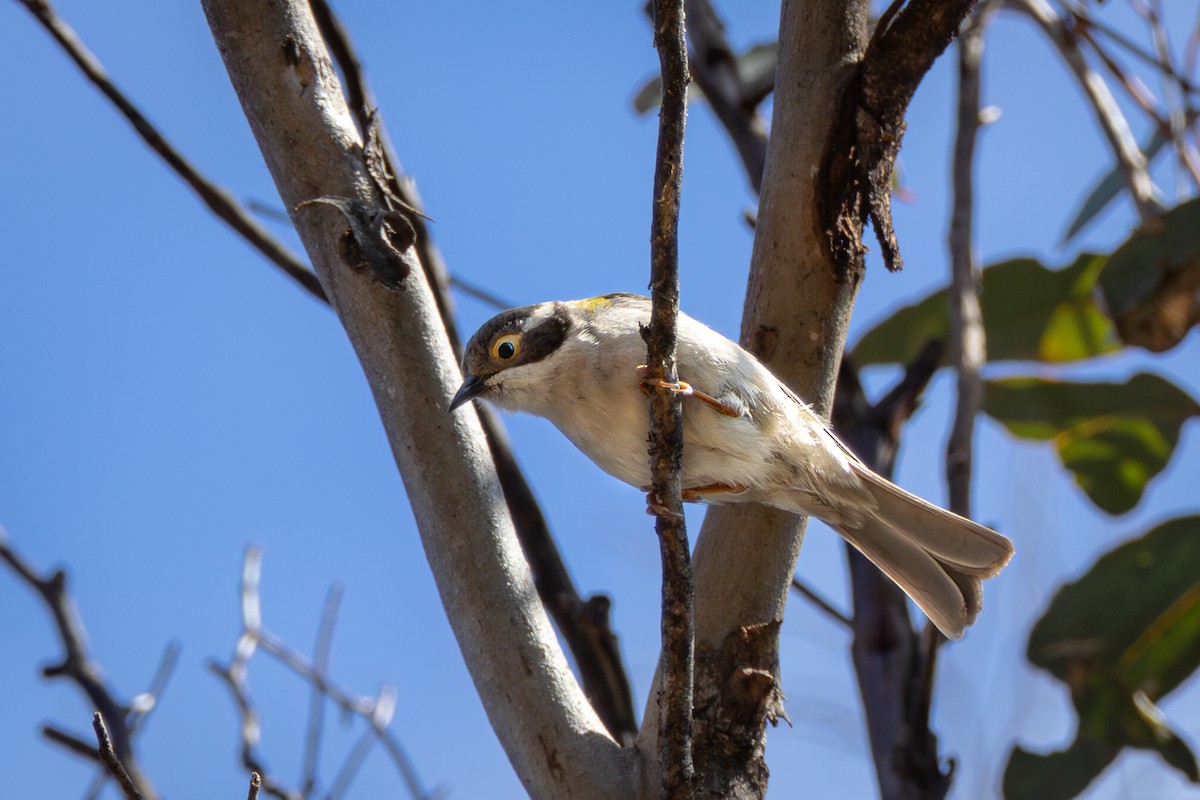 Brown-headed Honeyeater - André  Zambolli