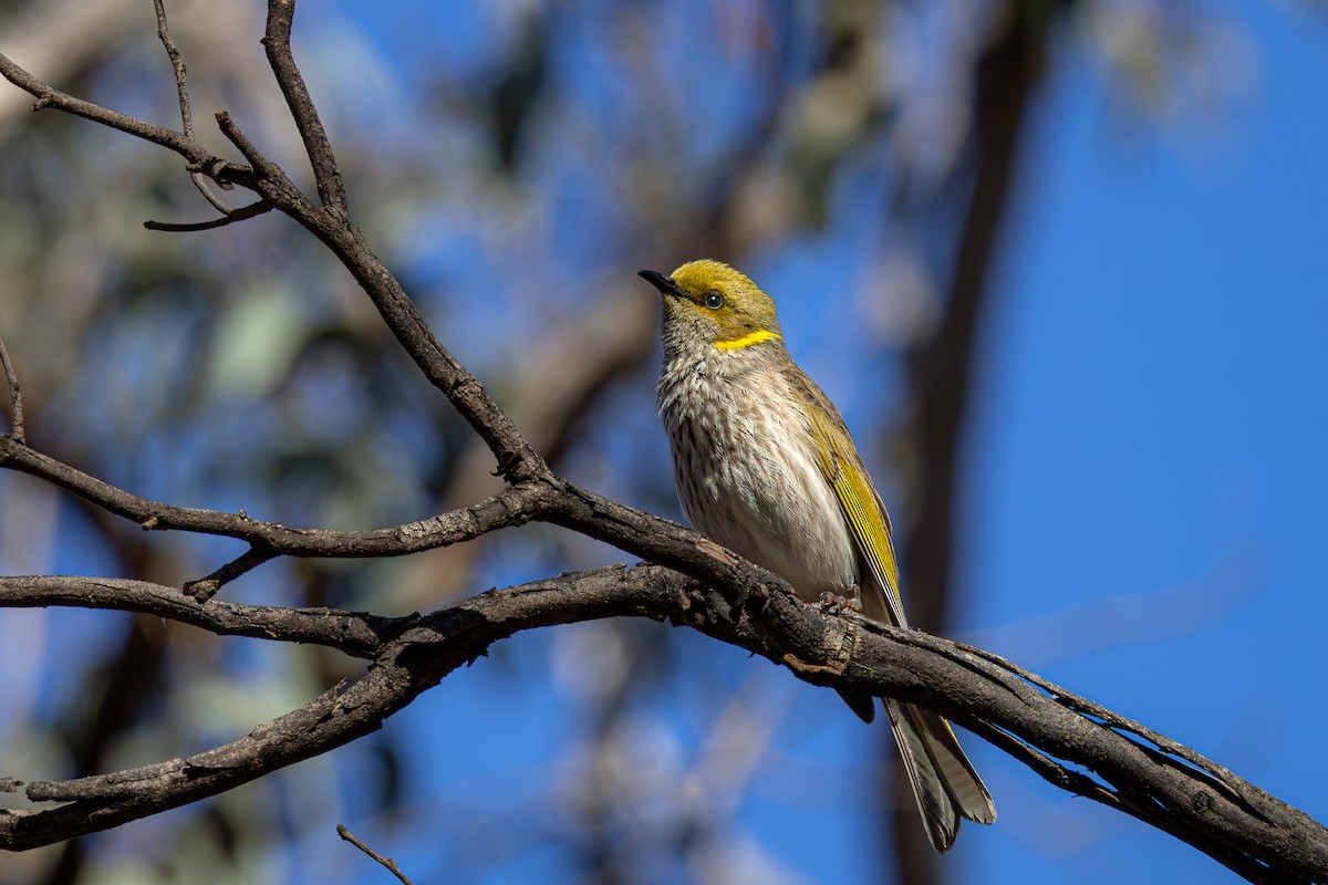 Yellow-plumed Honeyeater - ML625128070