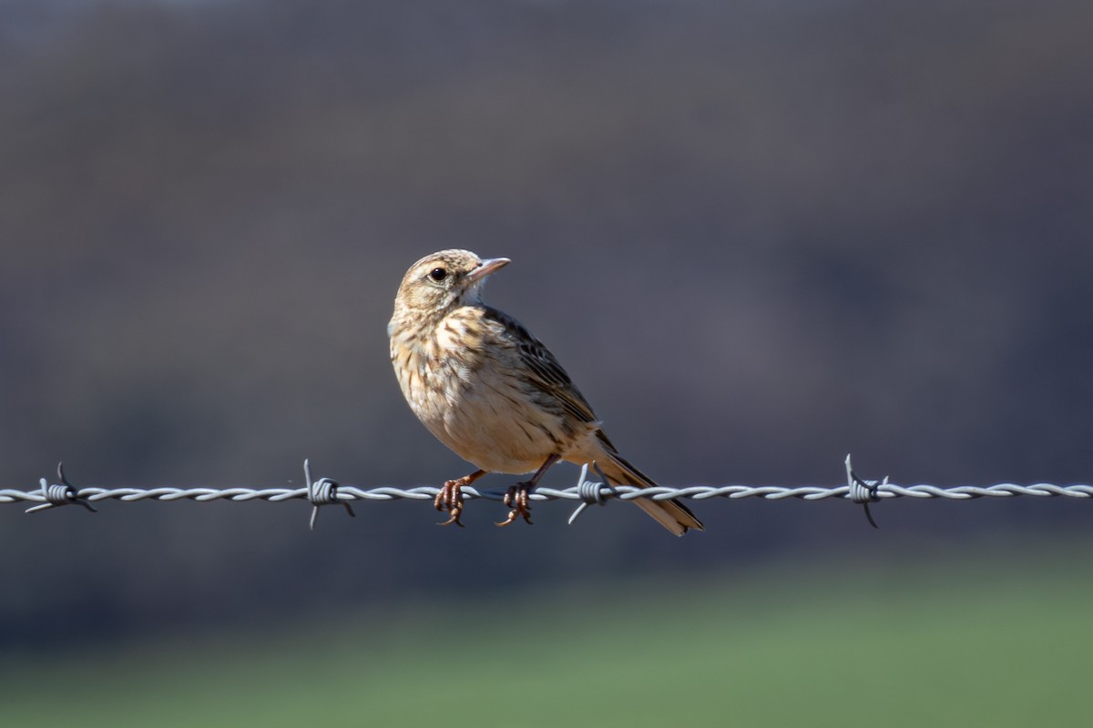 Australian Pipit - ML625128105