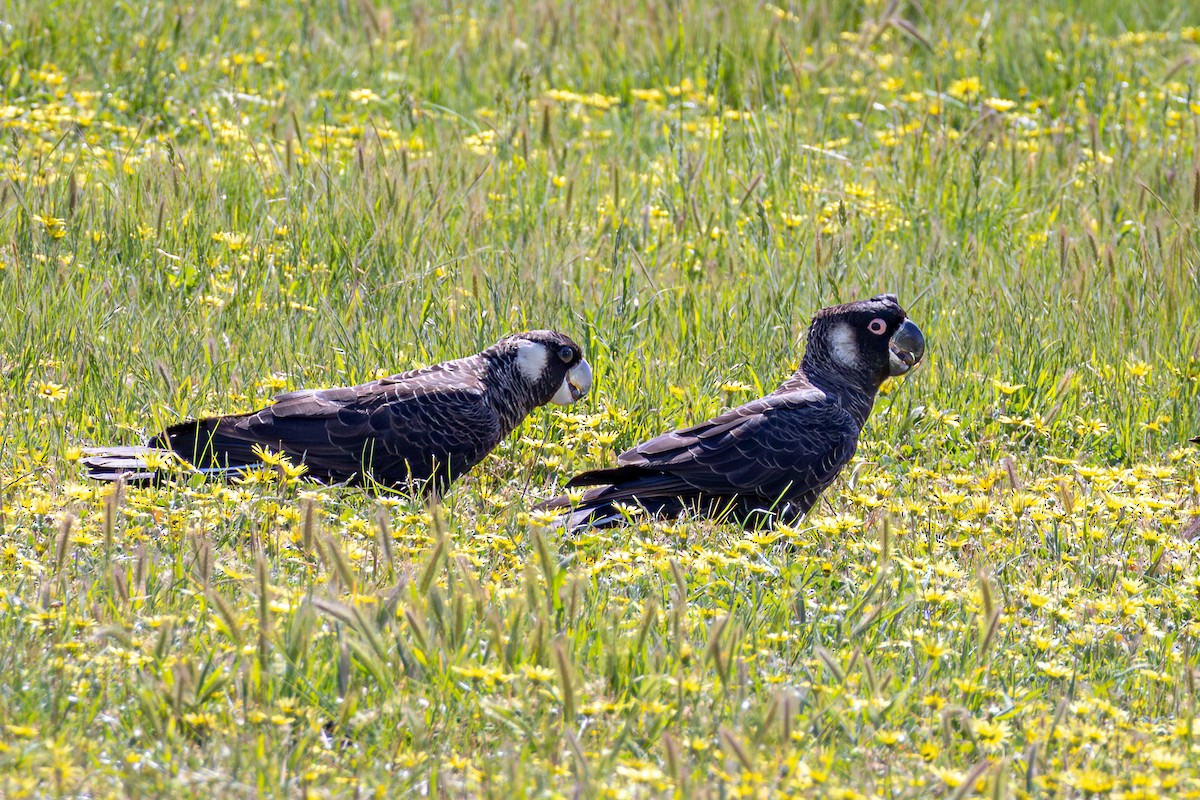 Carnaby's Black-Cockatoo - ML625128118