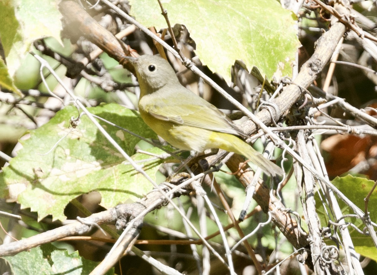 Nashville Warbler - ML625128229
