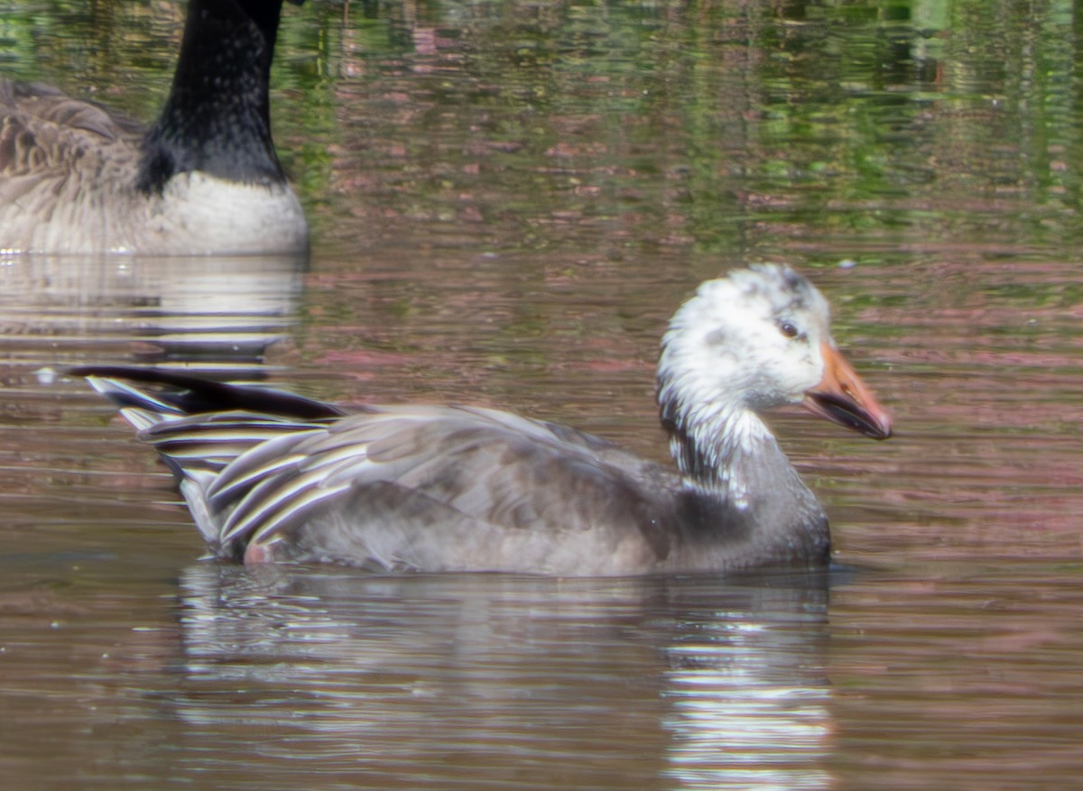 Snow Goose - ML625128318