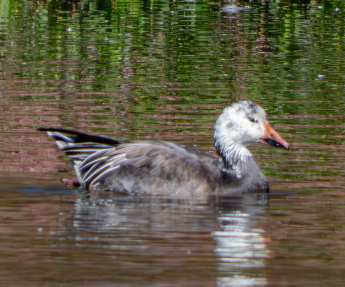 Snow Goose - ML625128320