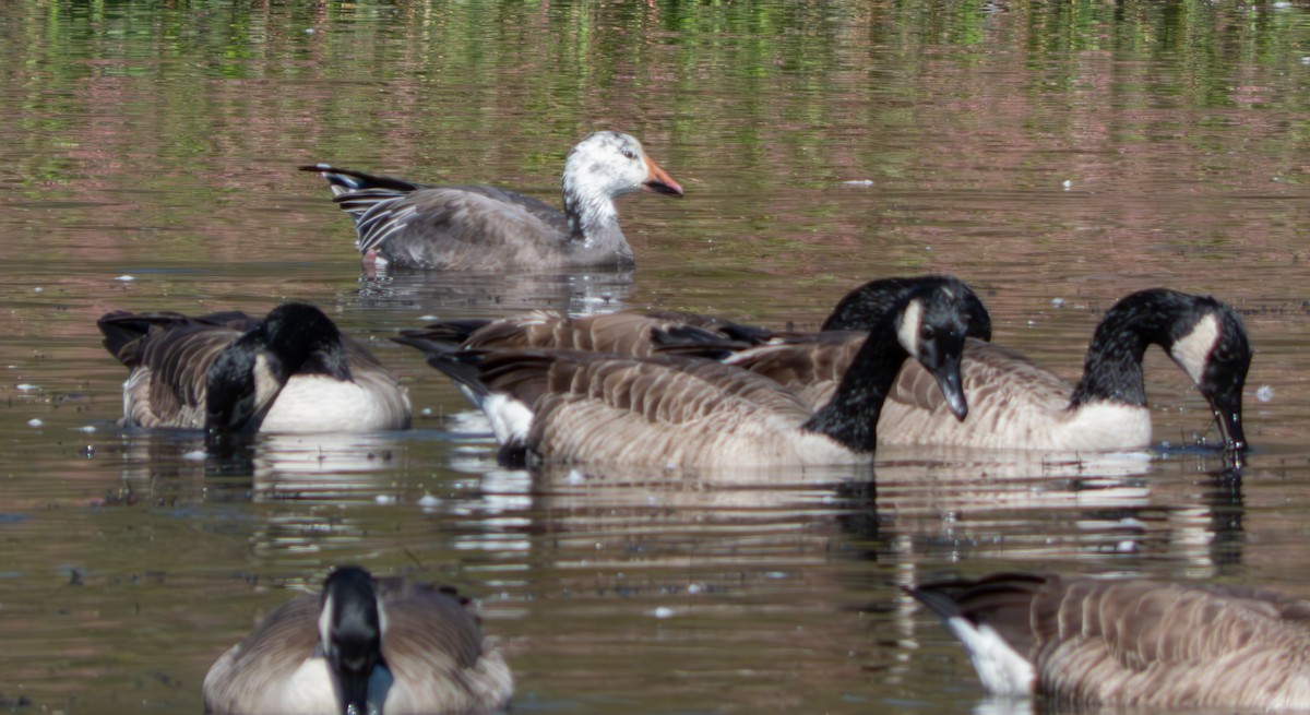 Snow Goose - ML625128321