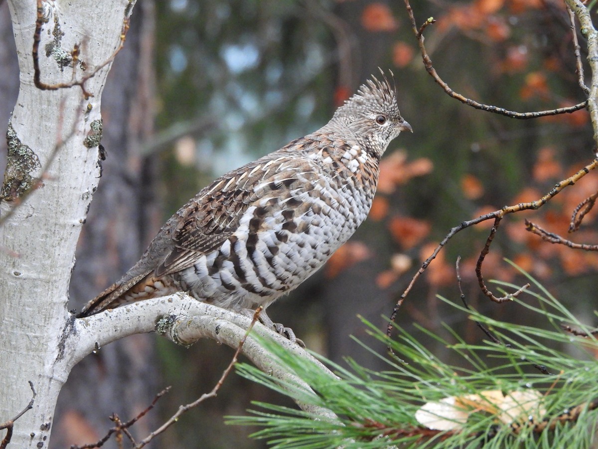 Ruffed Grouse - ML625128347