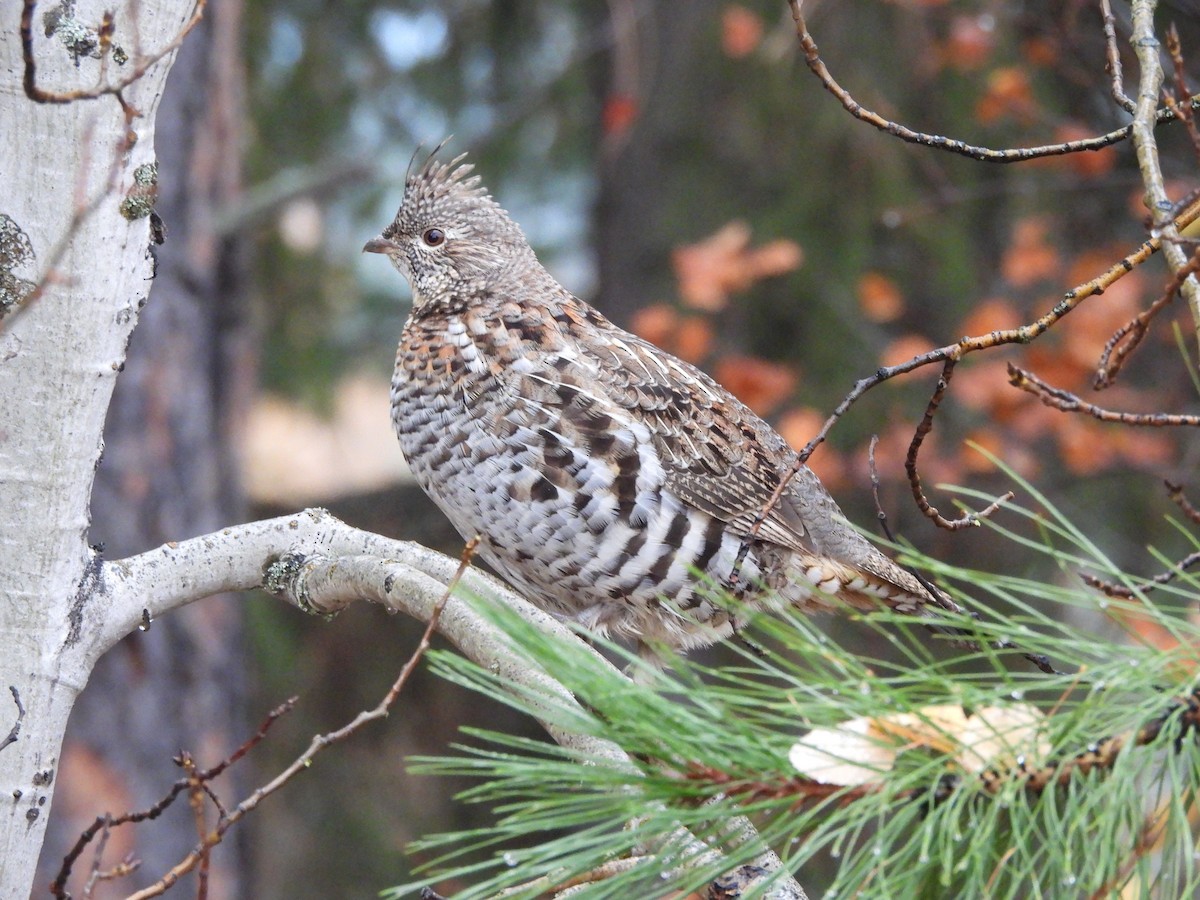 Ruffed Grouse - ML625128348