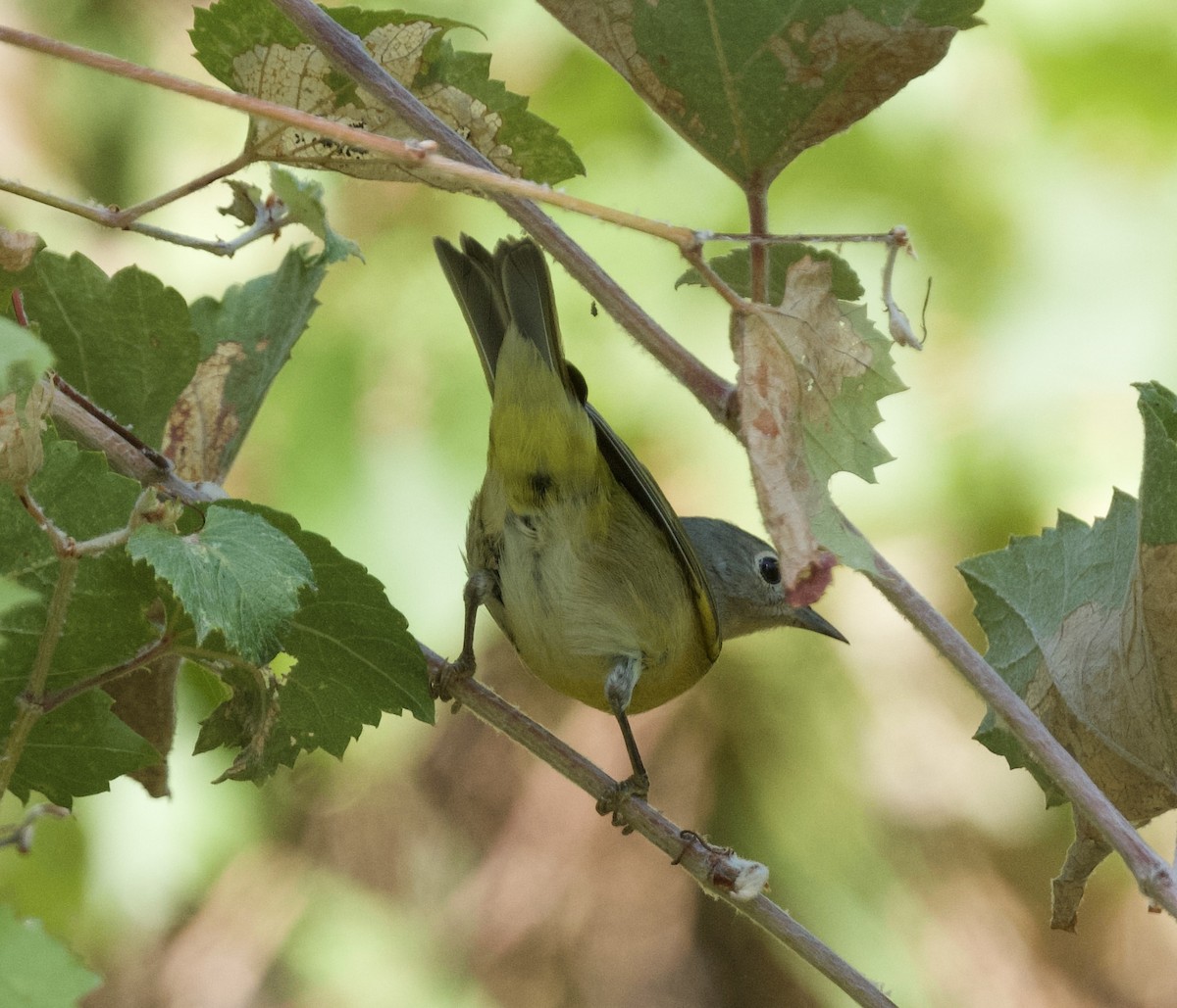 Nashville Warbler - ML625128353