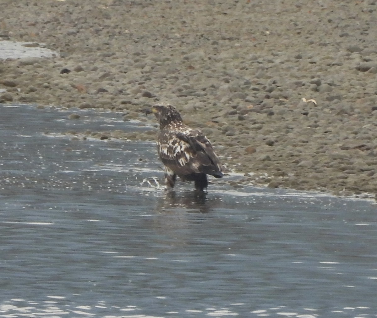 Bald Eagle - ML625128464