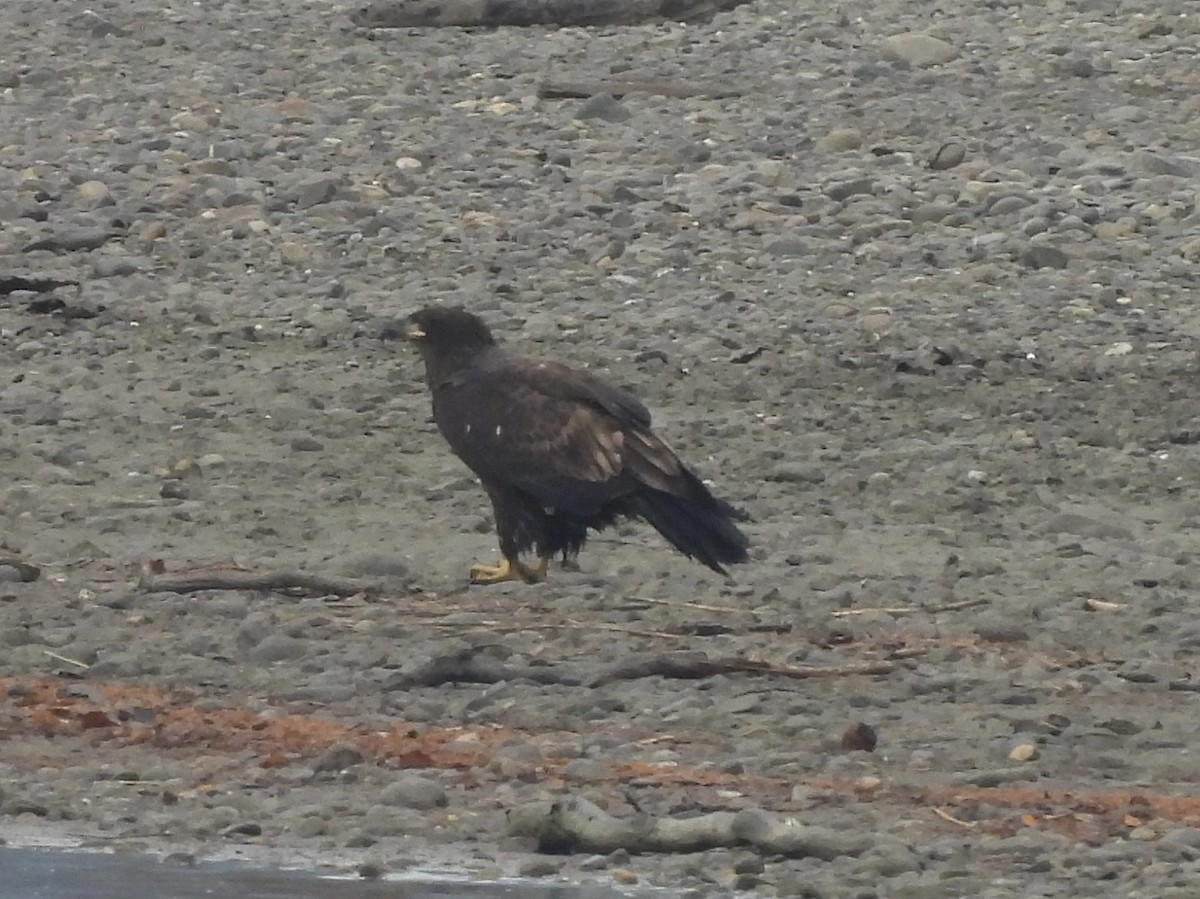 Bald Eagle - ML625128465