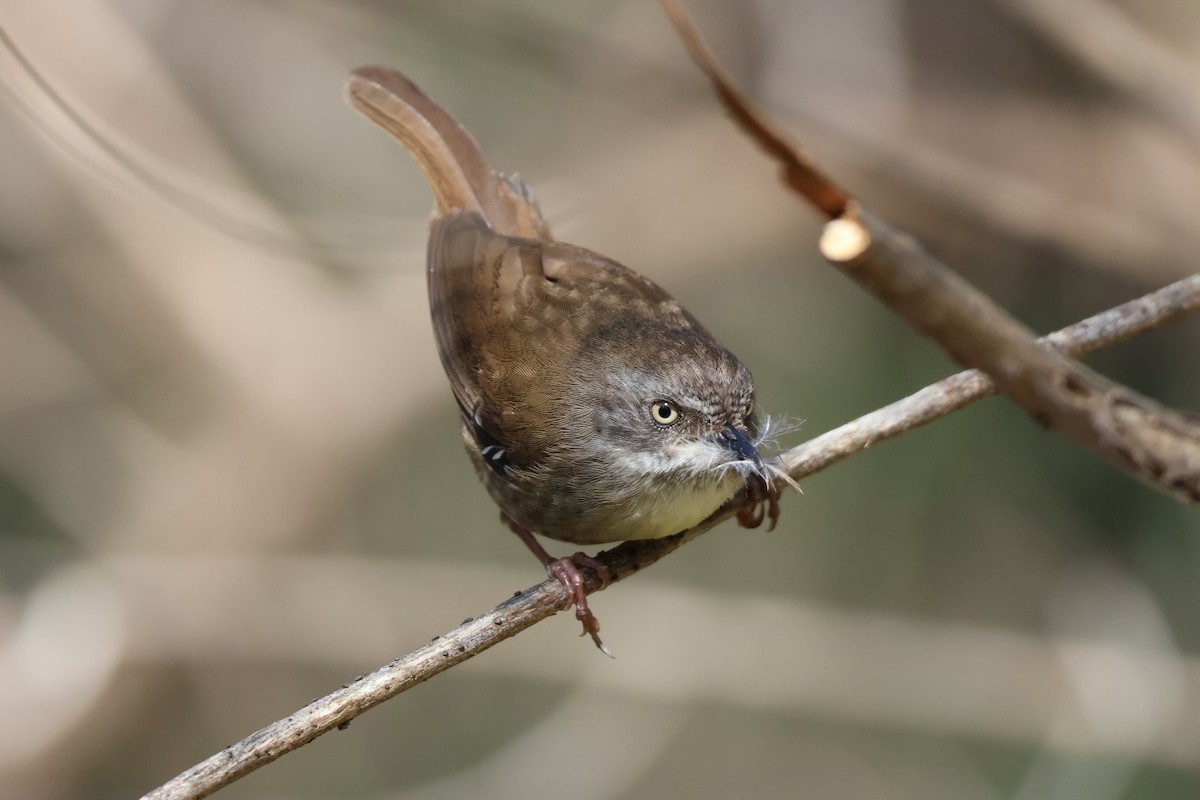 White-browed Scrubwren - ML625128591