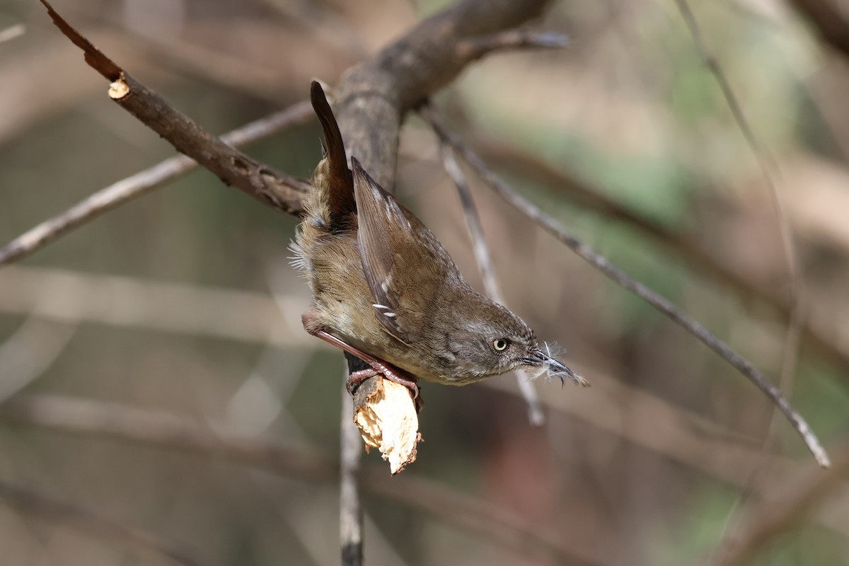 White-browed Scrubwren - ML625128593