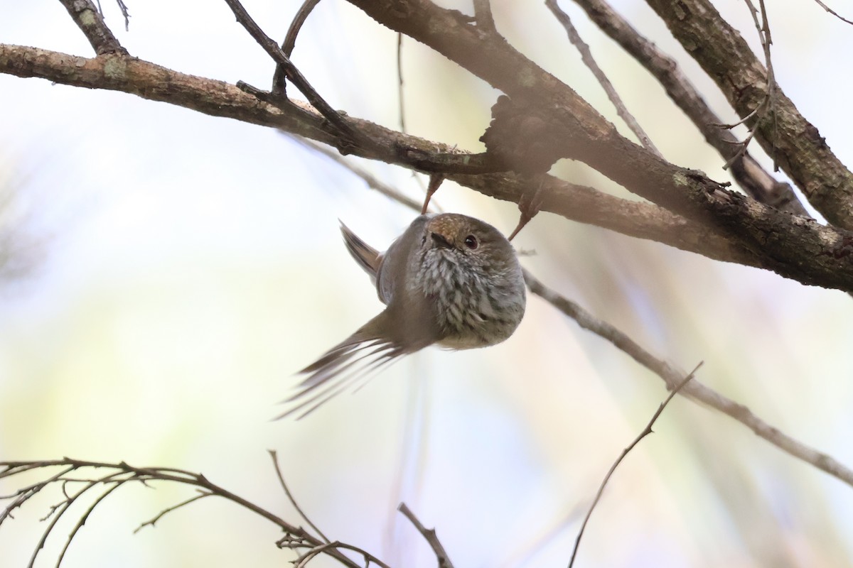 Brown Thornbill - ML625128629