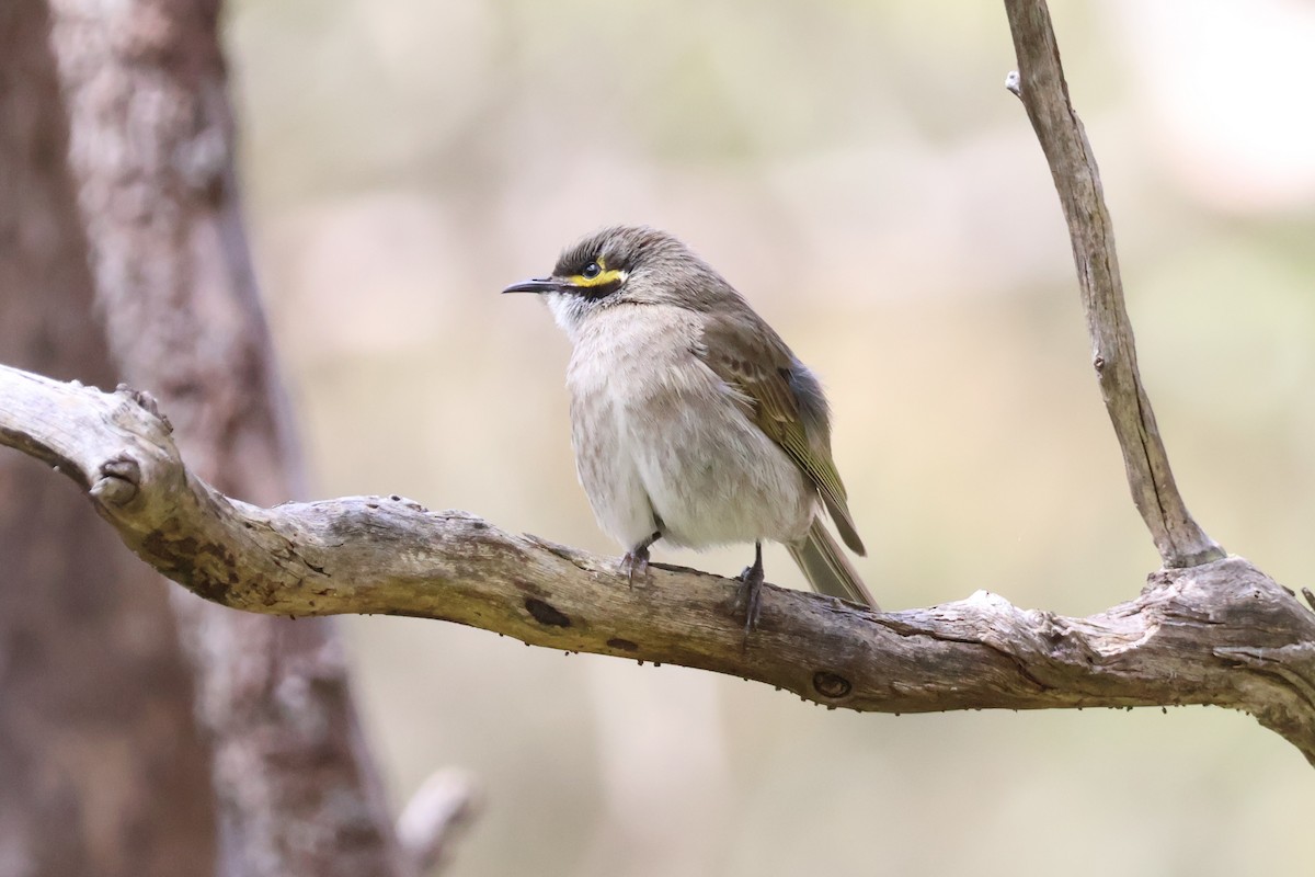 Yellow-faced Honeyeater - ML625128636