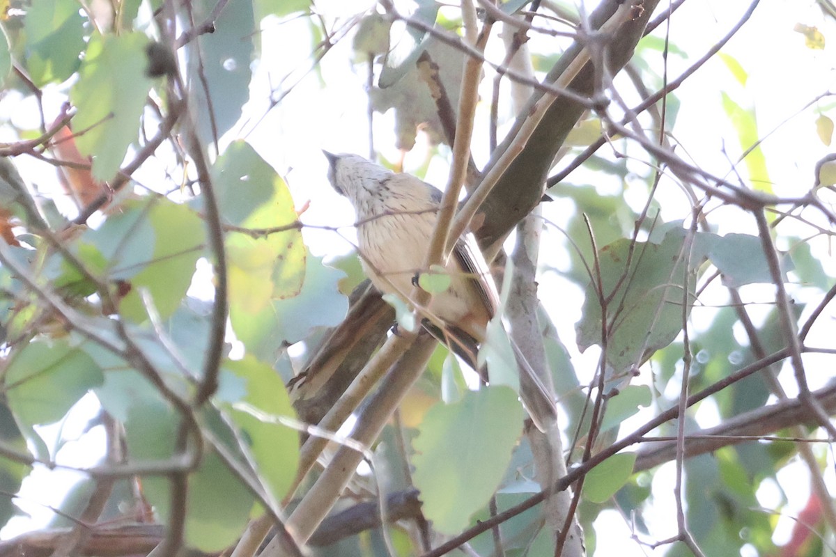 Rufous Whistler - ML625128647