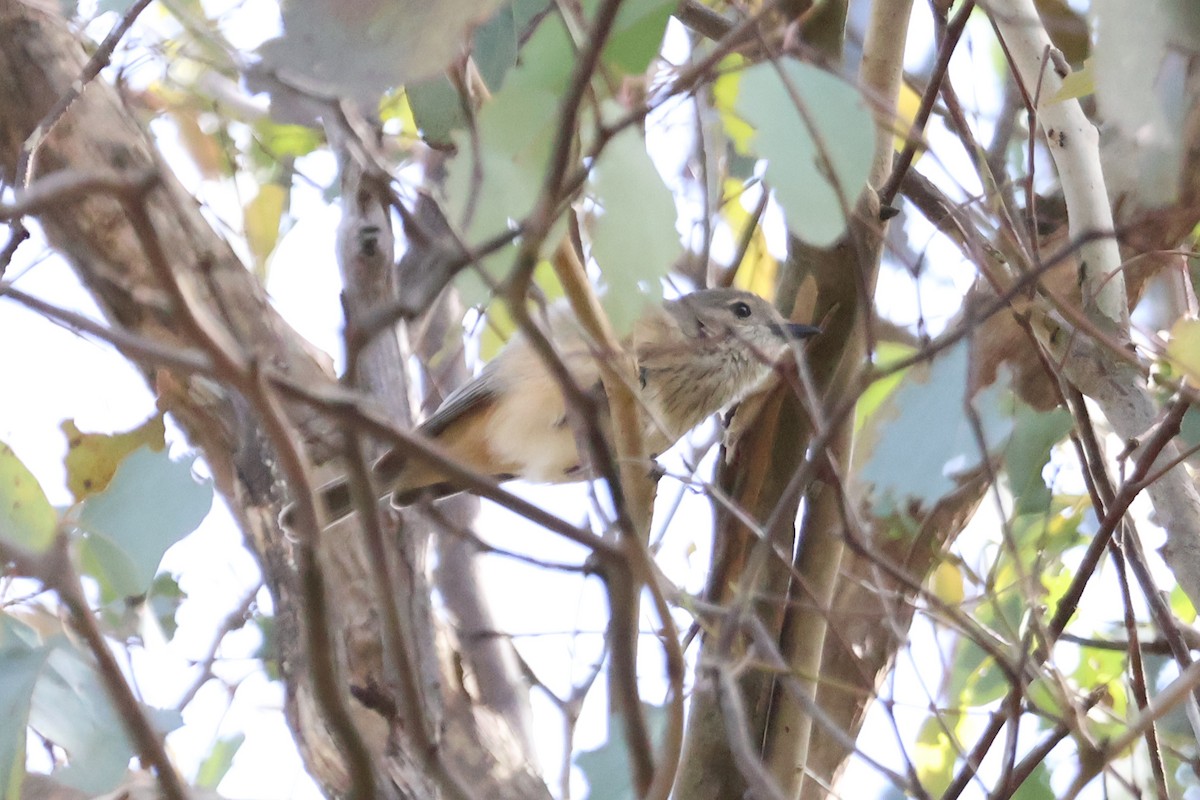 Rufous Whistler - ML625128648
