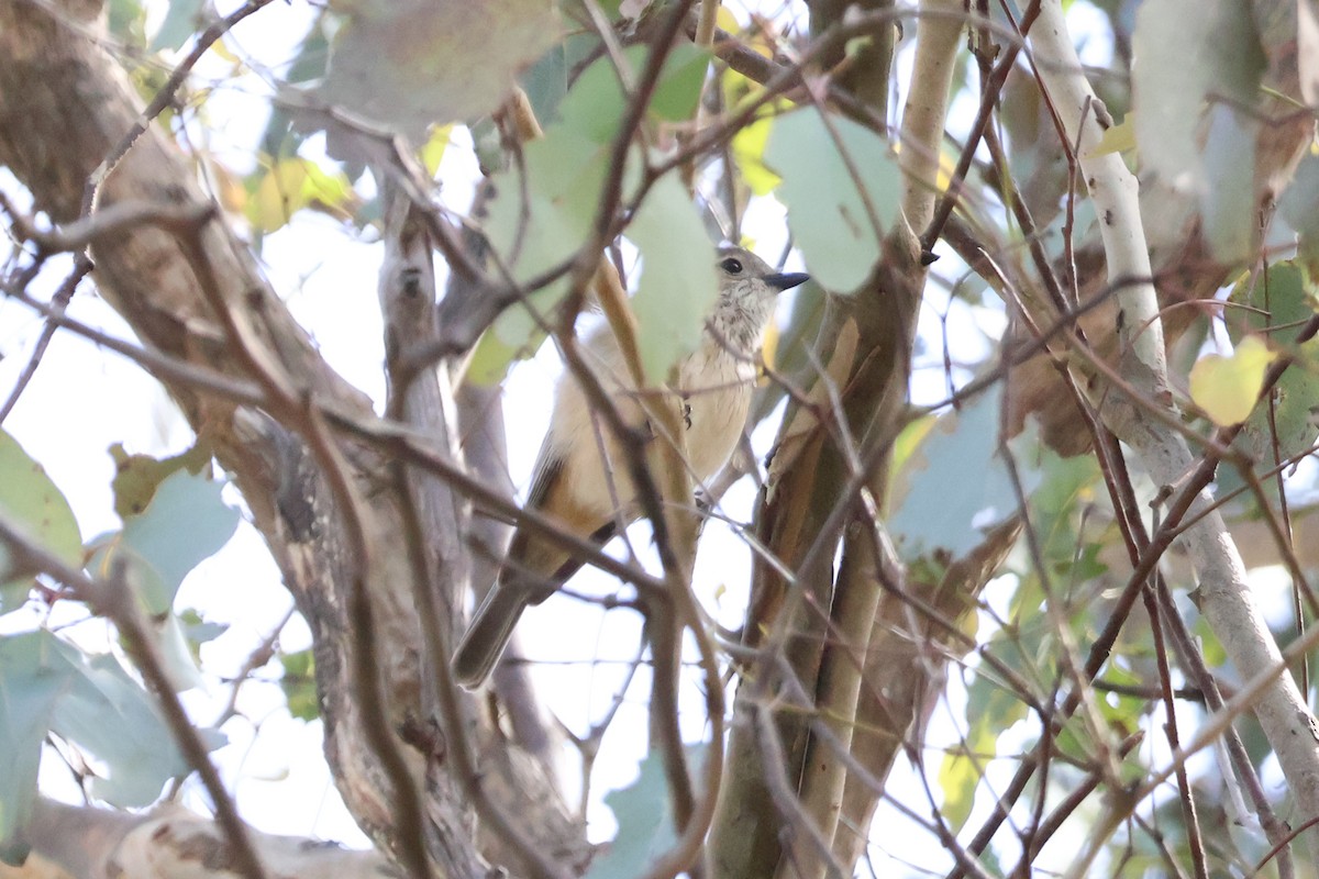 Rufous Whistler - ML625128649