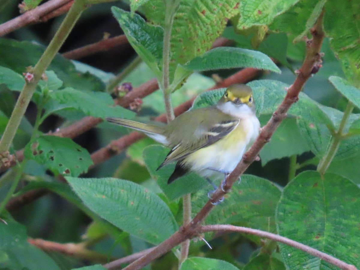 White-eyed Vireo - ML625128812