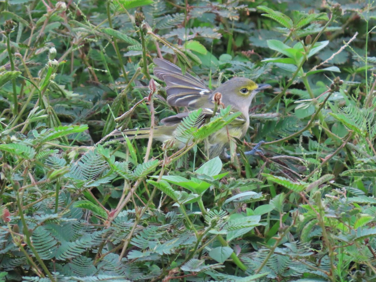 White-eyed Vireo - ML625128813