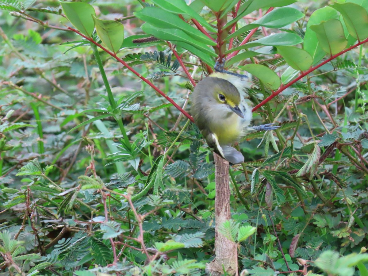 White-eyed Vireo - ML625128814
