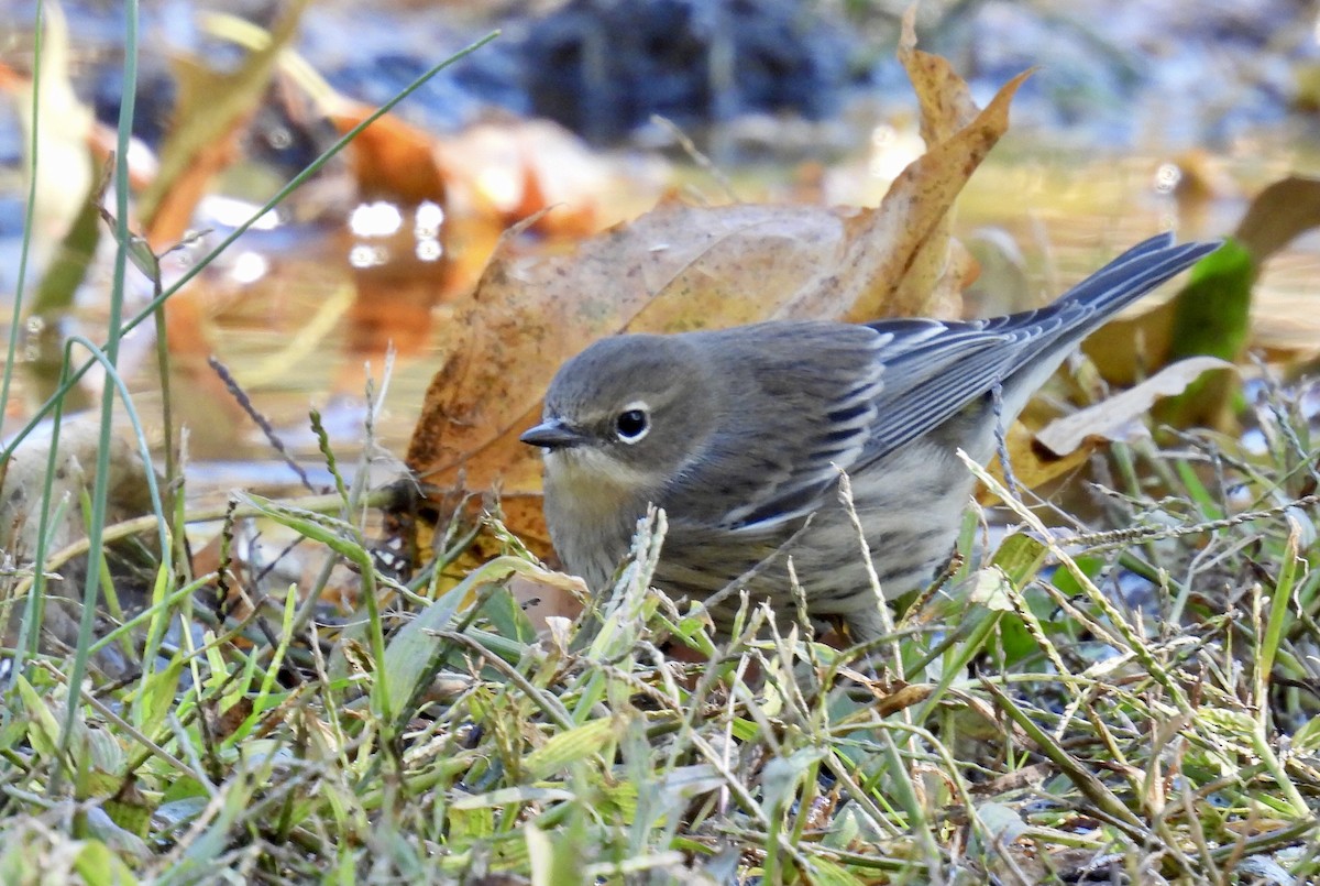 Yellow-rumped Warbler - ML625128829