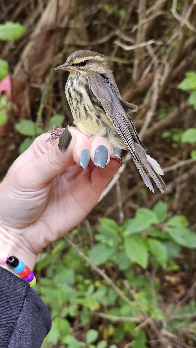 Northern Waterthrush - ML625128962