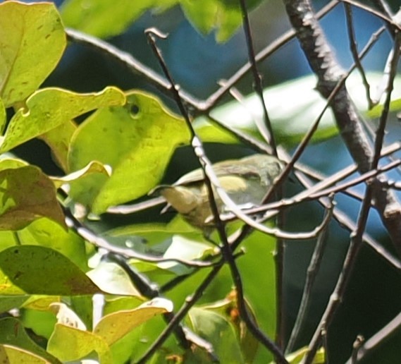 Pygmy Flowerpecker - ML625128966