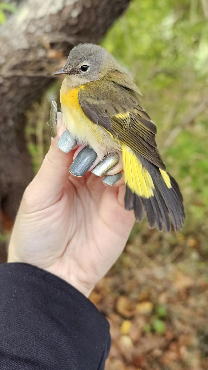 American Redstart - ML625128971