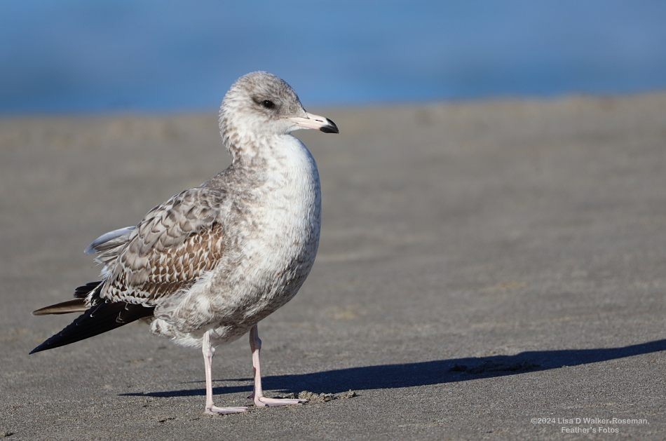 Ring-billed Gull - ML625128995