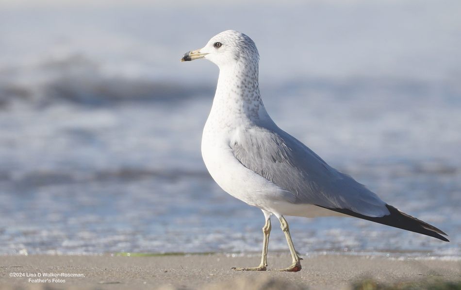 Ring-billed Gull - ML625128996
