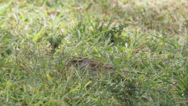 Clay-colored Sparrow - ML625129030